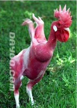 每天一斤奶，不敢说强壮中国人啦665 / 作者:四渡赤水 / 帖子ID:7180