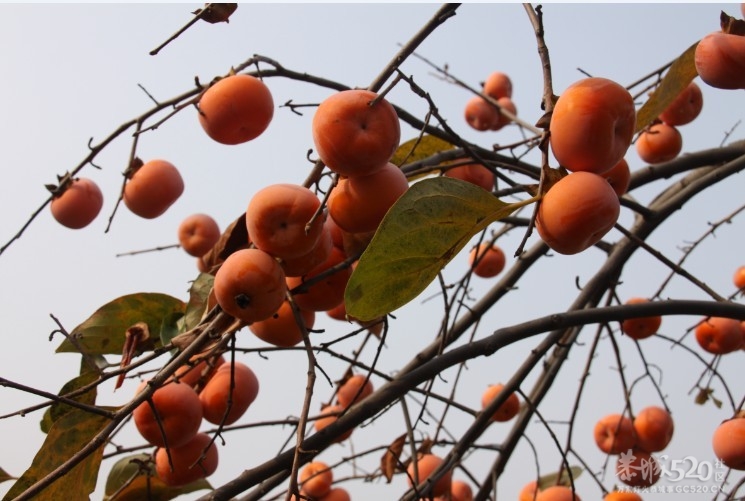 吃刺花，吃刺花 哈哈哈哈909 / 作者:请叫我宅男先生 / 帖子ID:7499