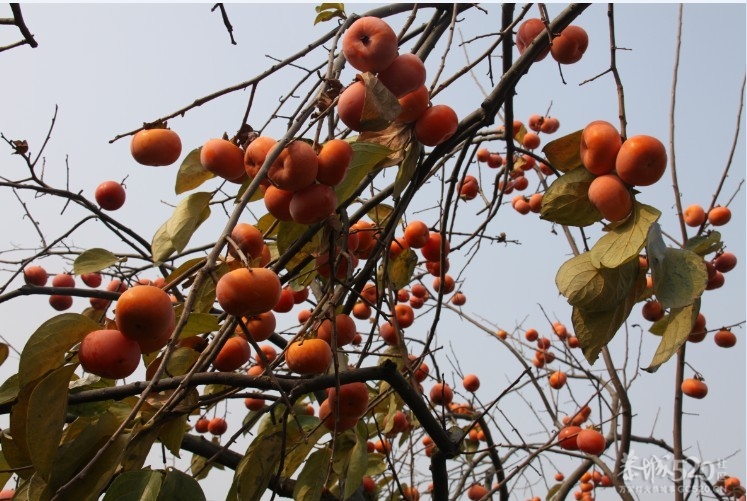 吃刺花，吃刺花 哈哈哈哈248 / 作者:请叫我宅男先生 / 帖子ID:7499