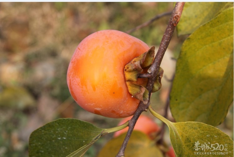 吃刺花，吃刺花 哈哈哈哈558 / 作者:请叫我宅男先生 / 帖子ID:7499