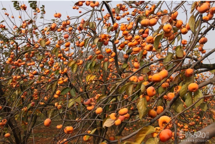 吃刺花，吃刺花 哈哈哈哈552 / 作者:请叫我宅男先生 / 帖子ID:7499