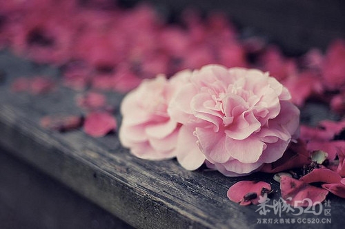 写给自己，致我逝去的年华801 / 作者:尘封网事 / 帖子ID:7500