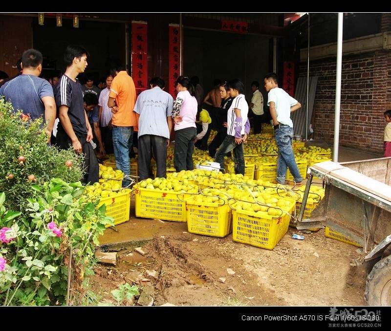 我爱恭城、我爱520！&lt;视频、图片&gt;777 / 作者:平安大叔 / 帖子ID:7738