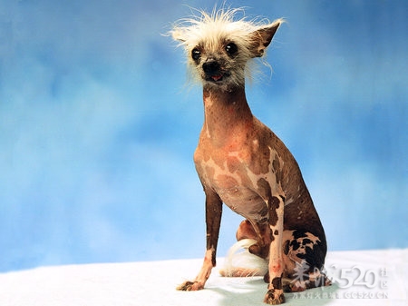 世界十大最丑恶的狗317 / 作者:大鸟 / 帖子ID:7818