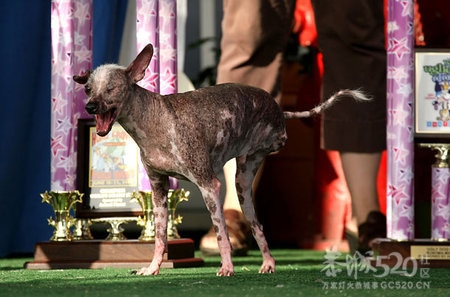 世界十大最丑恶的狗741 / 作者:大鸟 / 帖子ID:7818