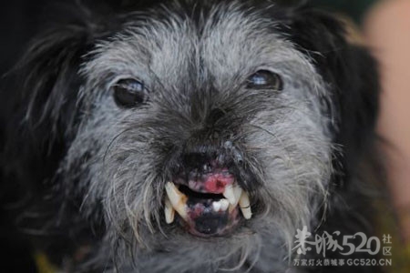 世界十大最丑恶的狗730 / 作者:大鸟 / 帖子ID:7818