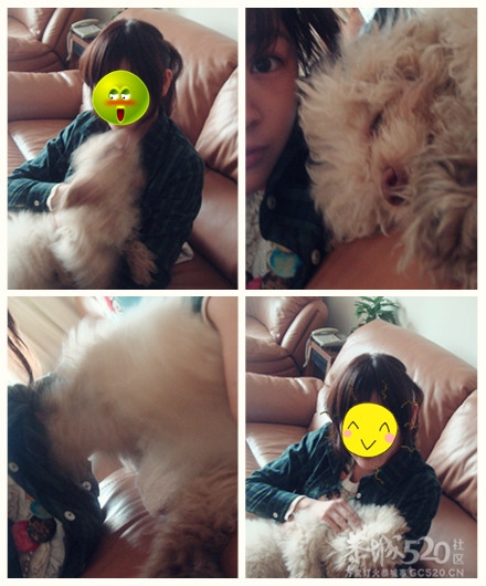 超级黏人的狗狗~113 / 作者:●·`．糖果° / 帖子ID:8100