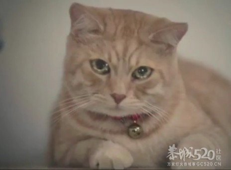 一个感人的广告，一只萌死人的猫猫811 / 作者:好孩子 / 帖子ID:8347