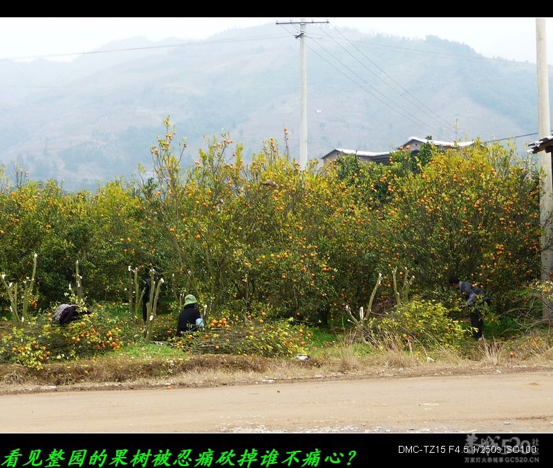 恭城的柑橙看来要改换其它水果了！423 / 作者:平安大叔 / 帖子ID:9001