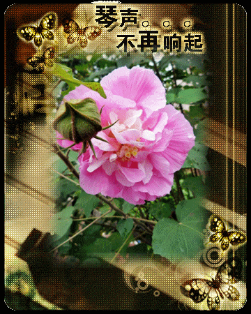 新机到手   拍点花崽921 / 作者:平安大叔 / 帖子ID:683