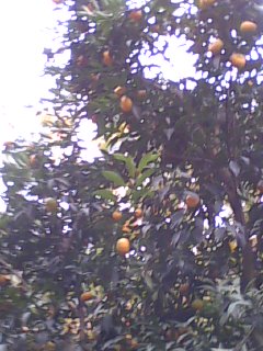 美图336 / 作者:758779802 / 帖子ID:9205