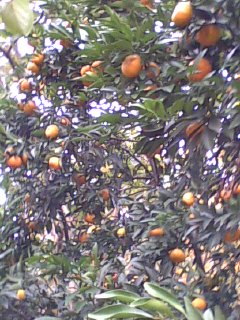 美图396 / 作者:758779802 / 帖子ID:9205