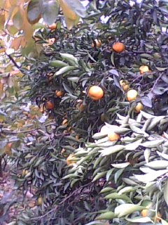 美图890 / 作者:758779802 / 帖子ID:9205