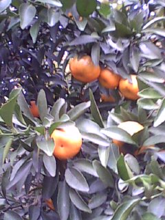 美图240 / 作者:758779802 / 帖子ID:9205