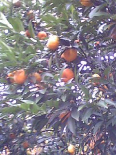 美图165 / 作者:758779802 / 帖子ID:9205