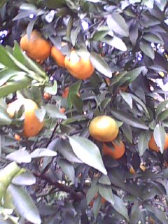 美图739 / 作者:758779802 / 帖子ID:9205