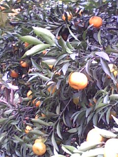 美图20 / 作者:758779802 / 帖子ID:9205