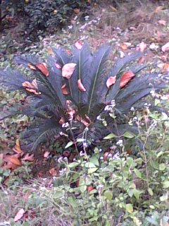 美图677 / 作者:758779802 / 帖子ID:9205