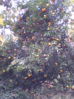 美图71 / 作者:758779802 / 帖子ID:9205