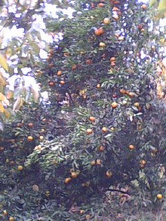 美图136 / 作者:758779802 / 帖子ID:9205