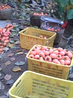 美图549 / 作者:758779802 / 帖子ID:9205