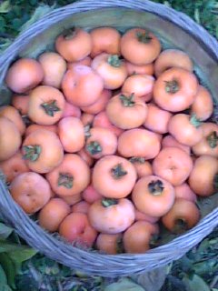 美图772 / 作者:758779802 / 帖子ID:9205