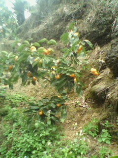 美图256 / 作者:758779802 / 帖子ID:9205