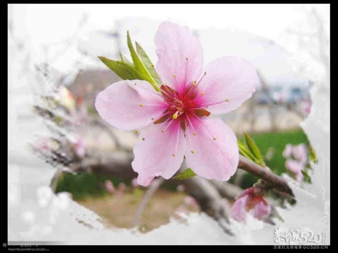 2012桃花节组团赏花411 / 作者:火星娃崽 / 帖子ID:9388