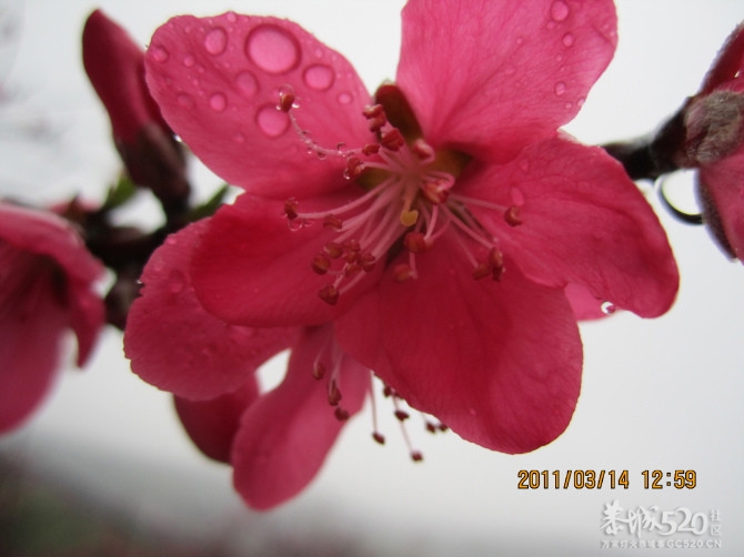 2012桃花节组团赏花470 / 作者:火星娃崽 / 帖子ID:9388
