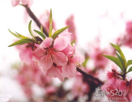 11年三月桂林恭城桃花节系列回忆254 / 作者:勇哥 / 帖子ID:9468