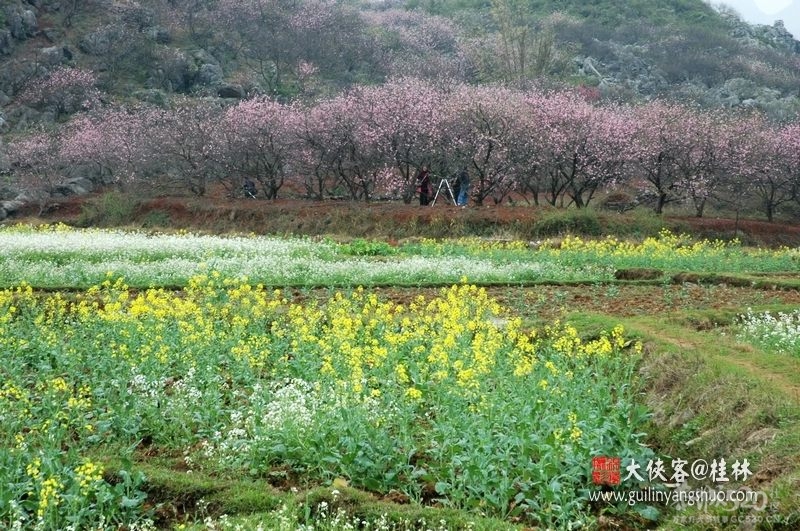 2006第四届桃花节852 / 作者:火星娃崽 / 帖子ID:9503