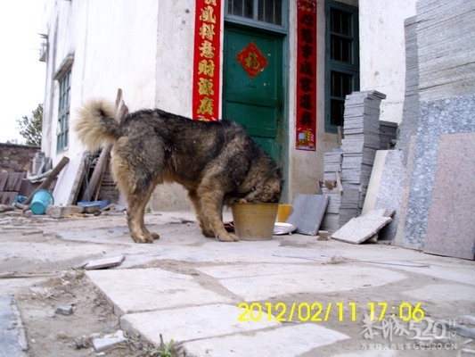 坦克 猩猩  新照  。。。。649 / 作者:牛鬼犬舍 / 帖子ID:9705