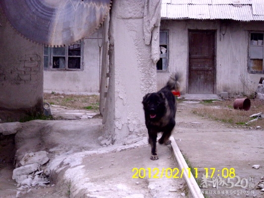 坦克 猩猩  新照  。。。。793 / 作者:牛鬼犬舍 / 帖子ID:9705
