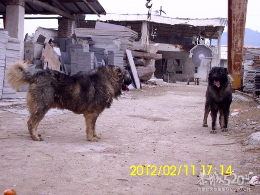 坦克 猩猩  新照  。。。。500 / 作者:牛鬼犬舍 / 帖子ID:9705