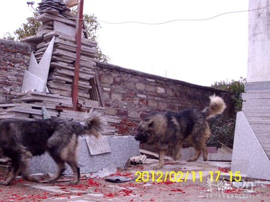 坦克 猩猩  新照  。。。。447 / 作者:牛鬼犬舍 / 帖子ID:9705