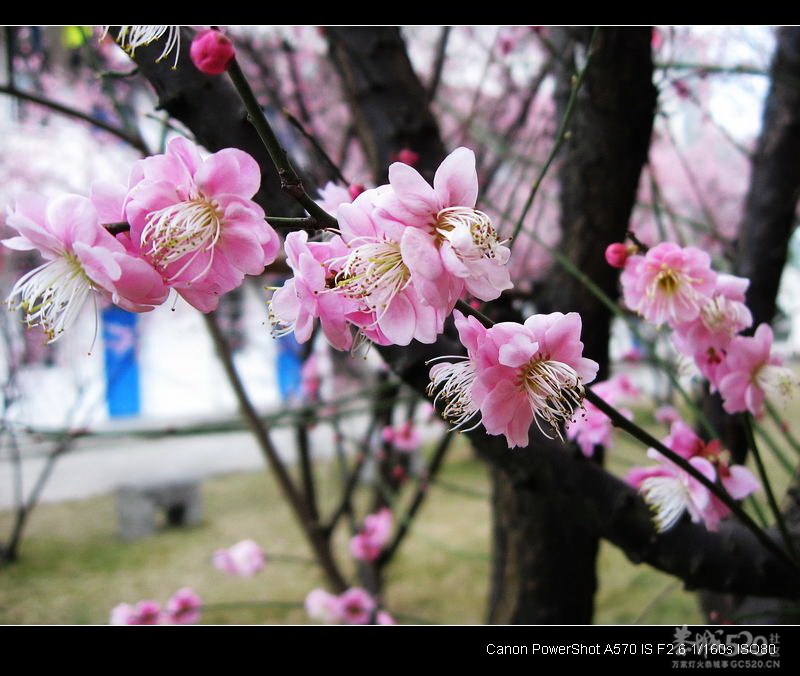 未到桃花节、传点桃花来。189 / 作者:平安大叔 / 帖子ID:9825