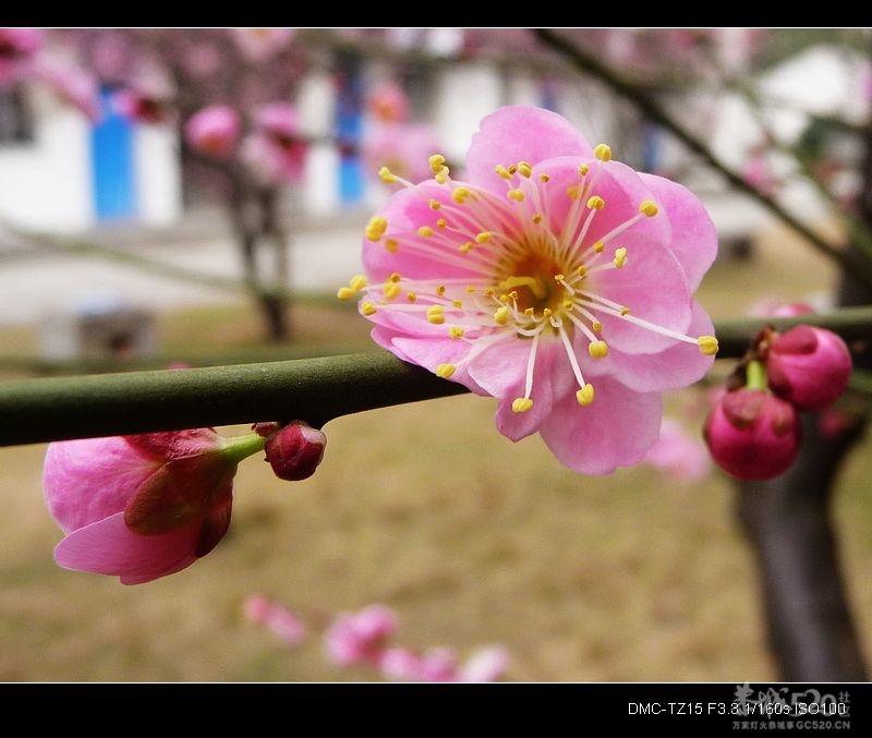 未到桃花节、传点桃花来。811 / 作者:平安大叔 / 帖子ID:9825