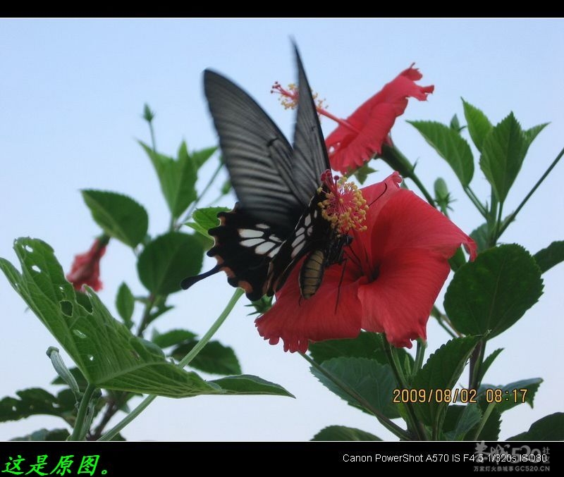 用ACDSee2.0将普通照片整容620 / 作者:平安大叔 / 帖子ID:9858