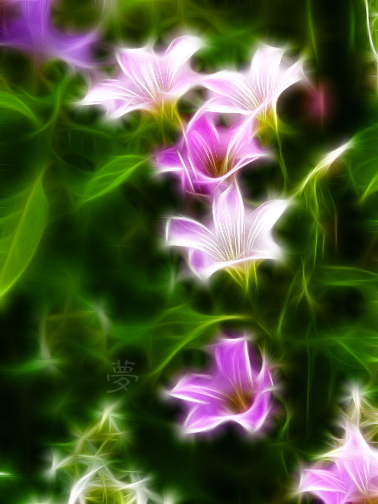 别样花意。331 / 作者:講不醜 / 帖子ID:10135