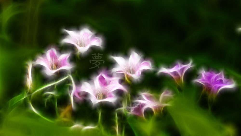 别样花意。176 / 作者:講不醜 / 帖子ID:10135