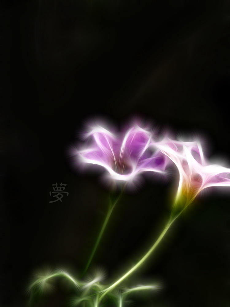 别样花意。490 / 作者:講不醜 / 帖子ID:10135