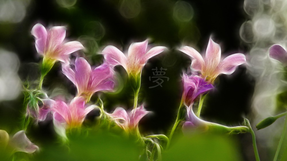 别样花意。432 / 作者:講不醜 / 帖子ID:10135