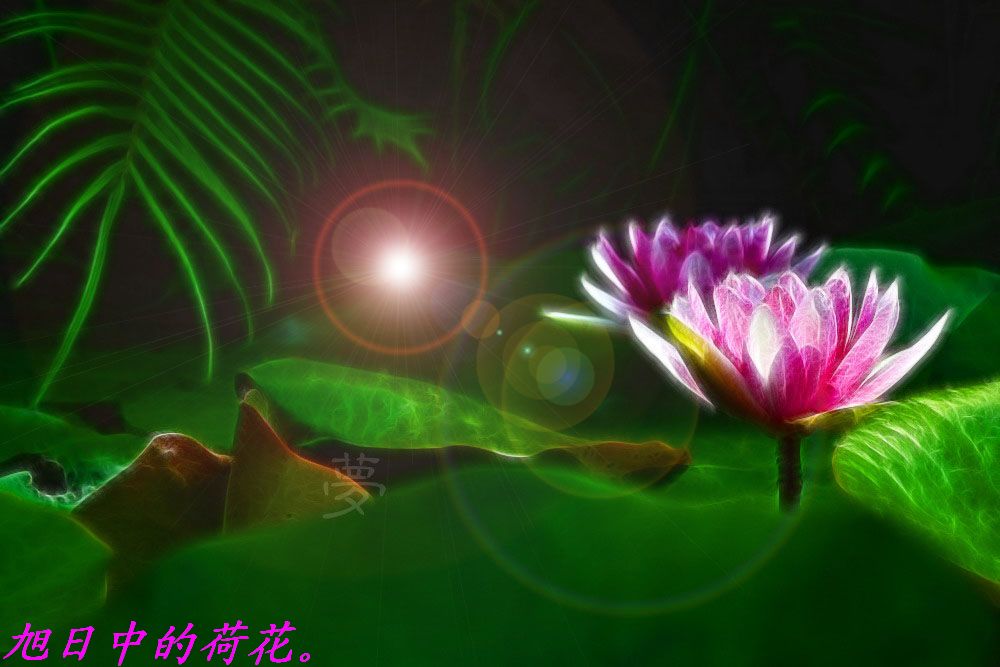 别样花意。264 / 作者:平安大叔 / 帖子ID:10135
