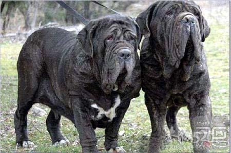 世界名犬大全750 / 作者:成 成 / 帖子ID:10301