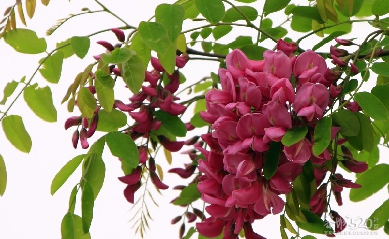 谁知道哪有槐花树苗？37 / 作者:uc642988 / 帖子ID:10154