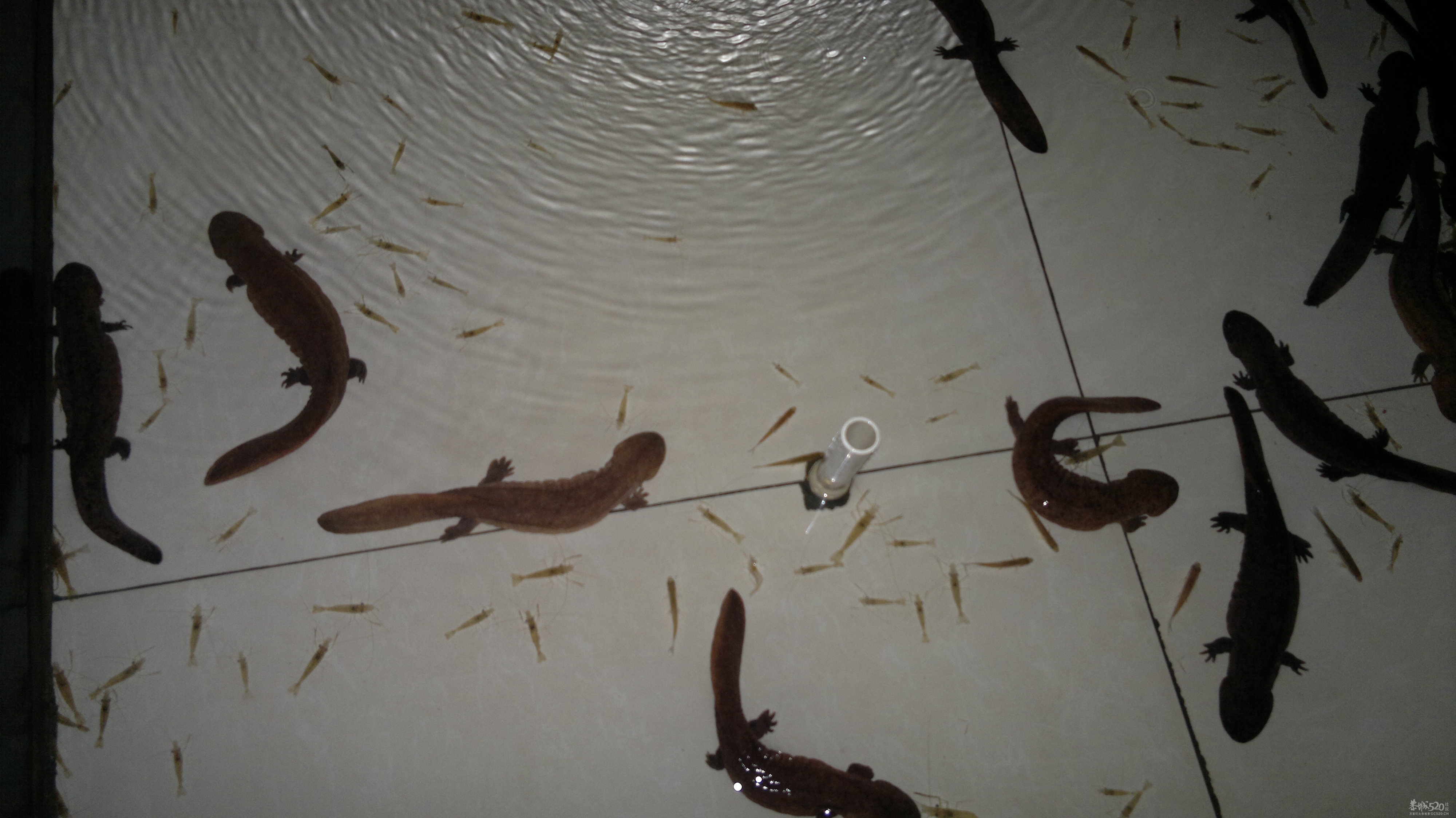 恭城三江古木源大鲵（娃娃鱼）驯养繁殖基地971 / 作者:雨楼 / 帖子ID:10508