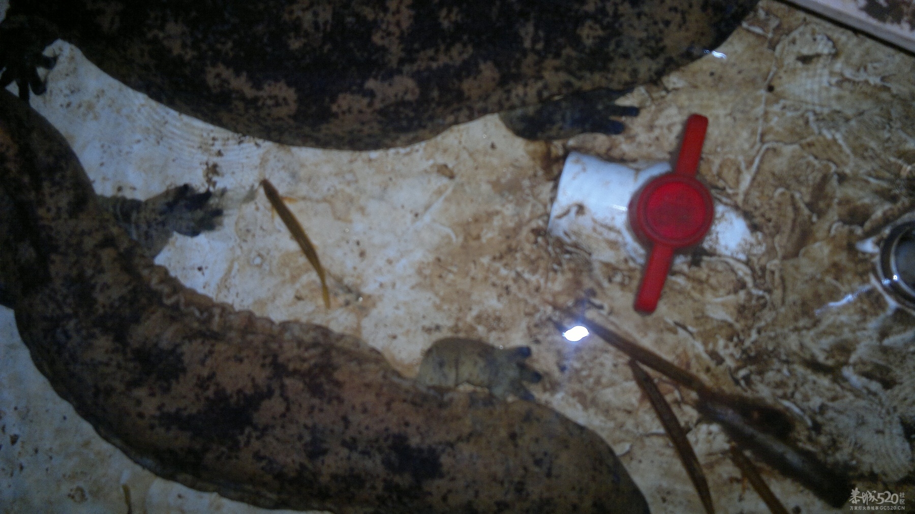 恭城三江古木源大鲵（娃娃鱼）驯养繁殖基地133 / 作者:雨楼 / 帖子ID:10508