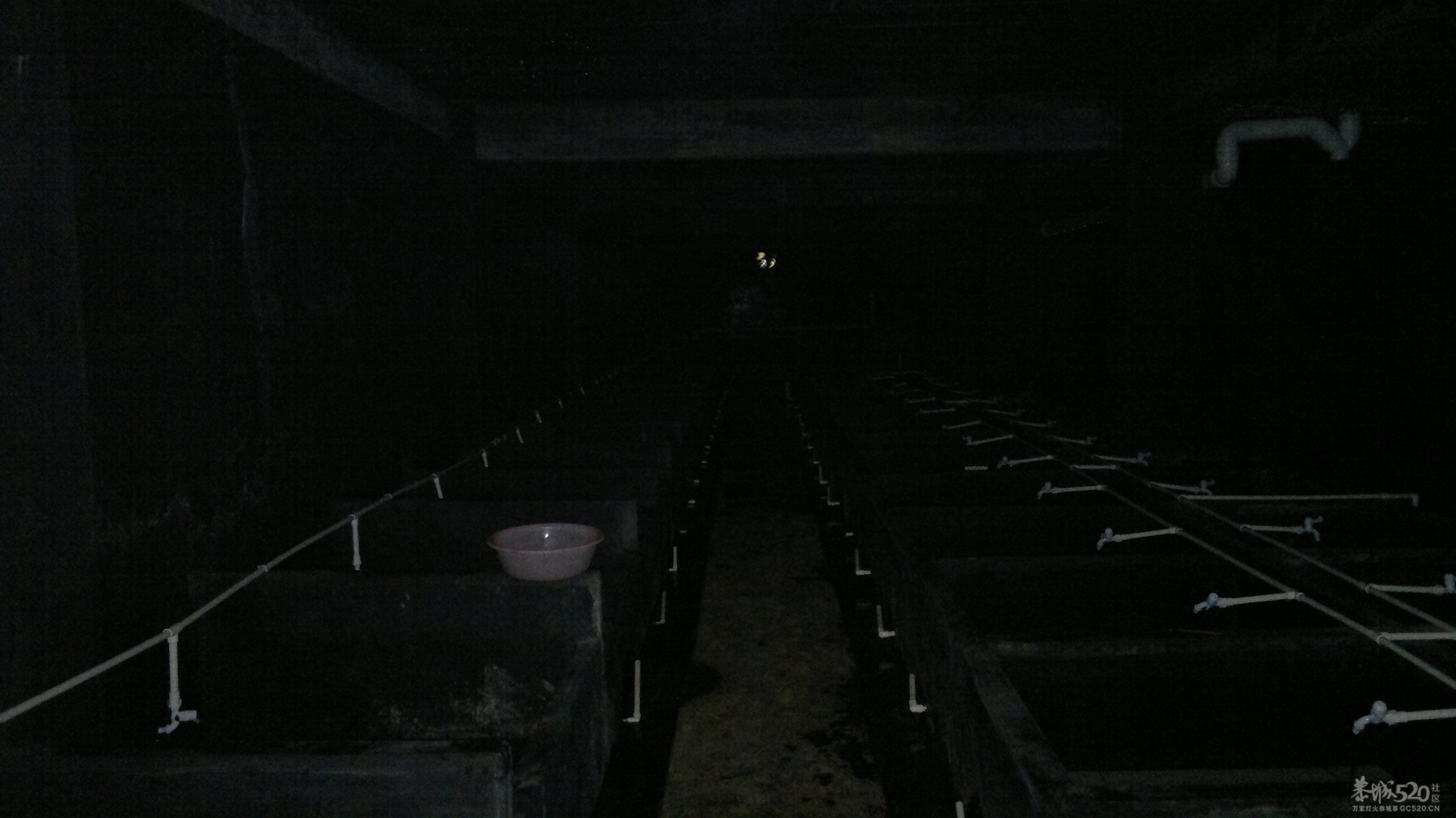 恭城三江古木源大鲵（娃娃鱼）驯养繁殖基地496 / 作者:雨楼 / 帖子ID:10508