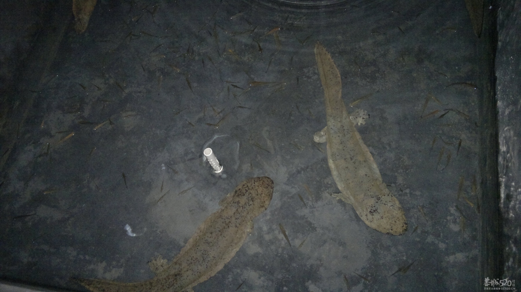 恭城三江古木源大鲵（娃娃鱼）驯养繁殖基地479 / 作者:雨楼 / 帖子ID:10508