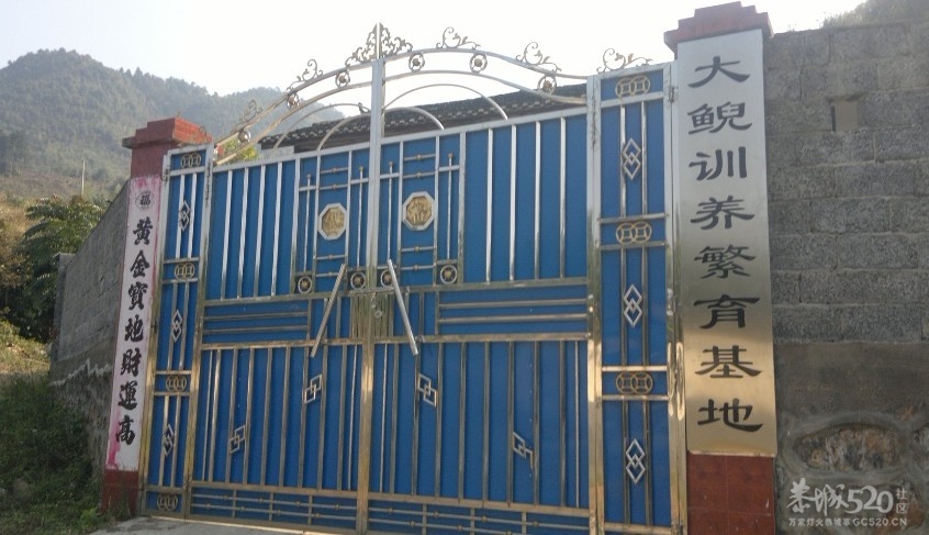 恭城三江古木源大鲵（娃娃鱼）驯养繁殖基地608 / 作者:雨楼 / 帖子ID:10508